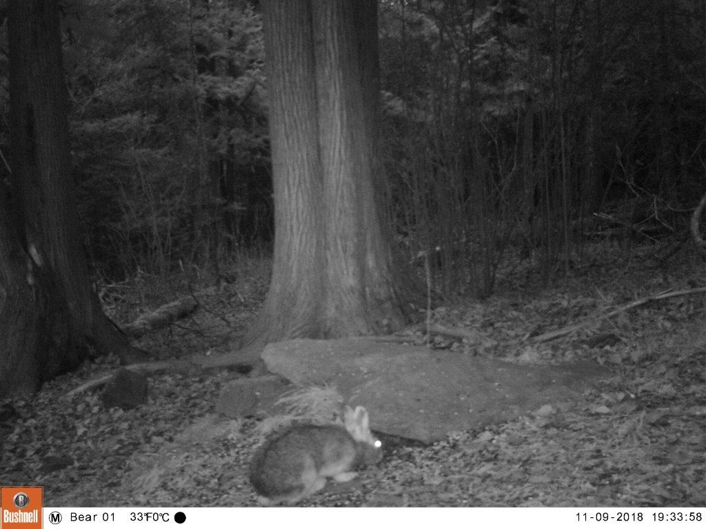 Snowshoe hare at the NABC