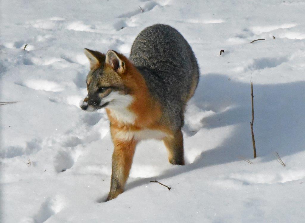Gray fox in snow