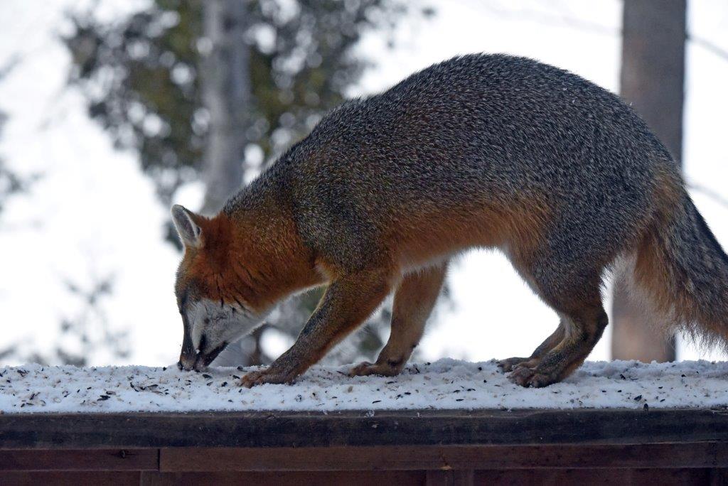 Gray fox on railing