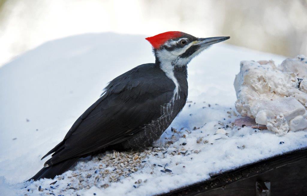 Pileated female