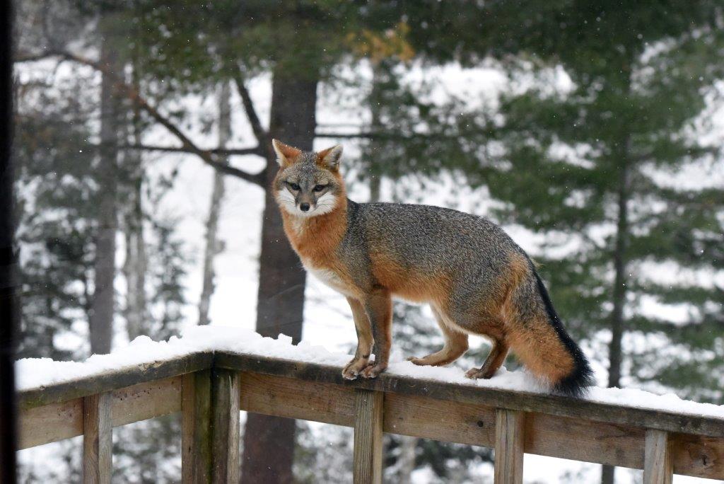 Gray Fox on railing