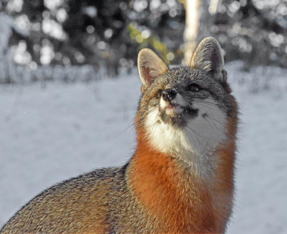 Gray fox