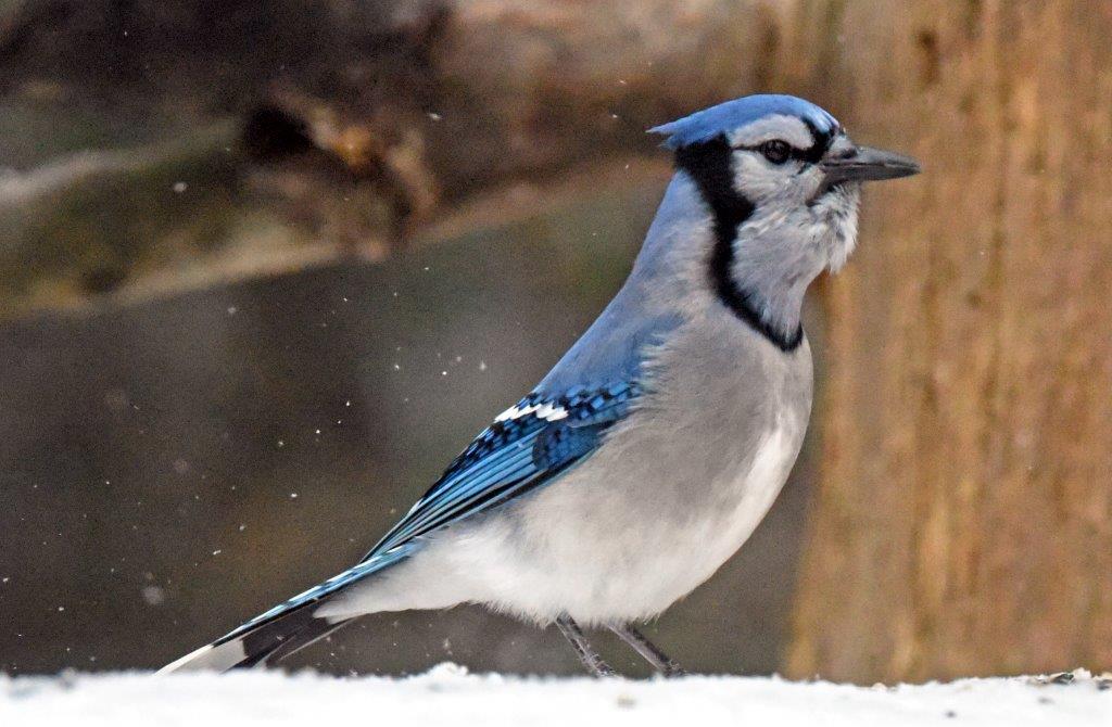 Blue jay