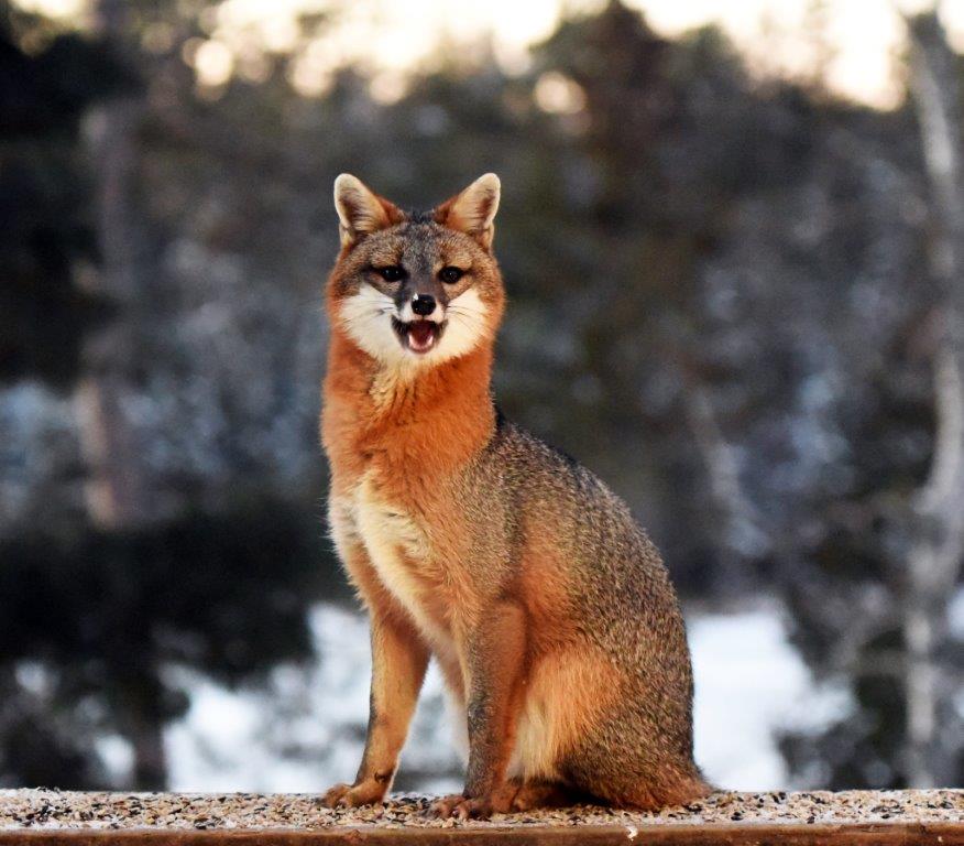 Gray fox