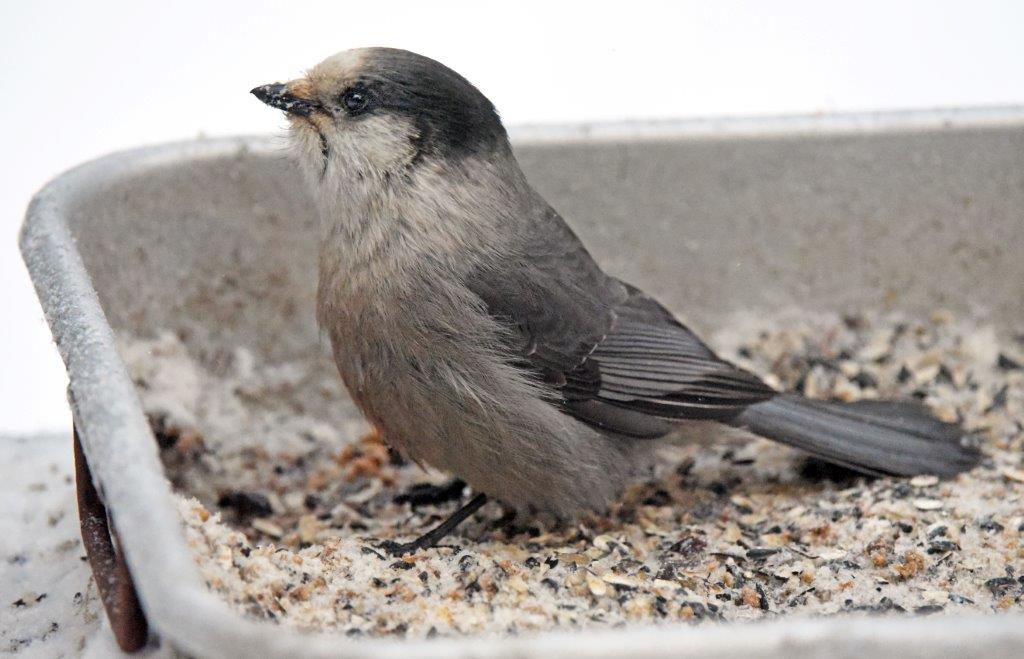 Gray jay