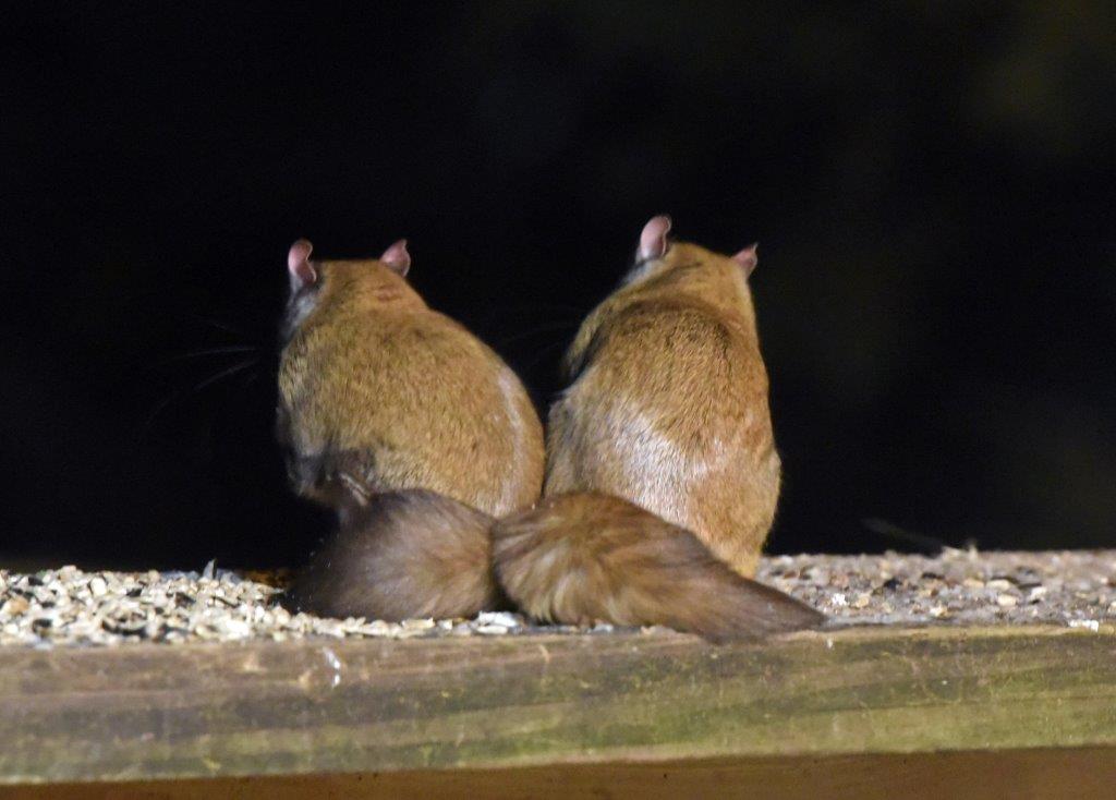 Flying squirrels