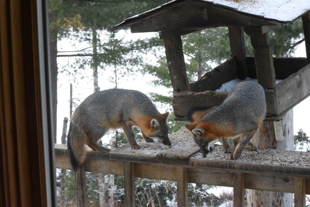 Gray foxes