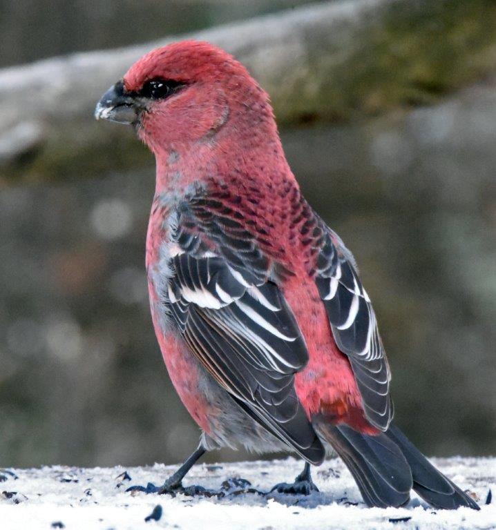 Pine grosbeak