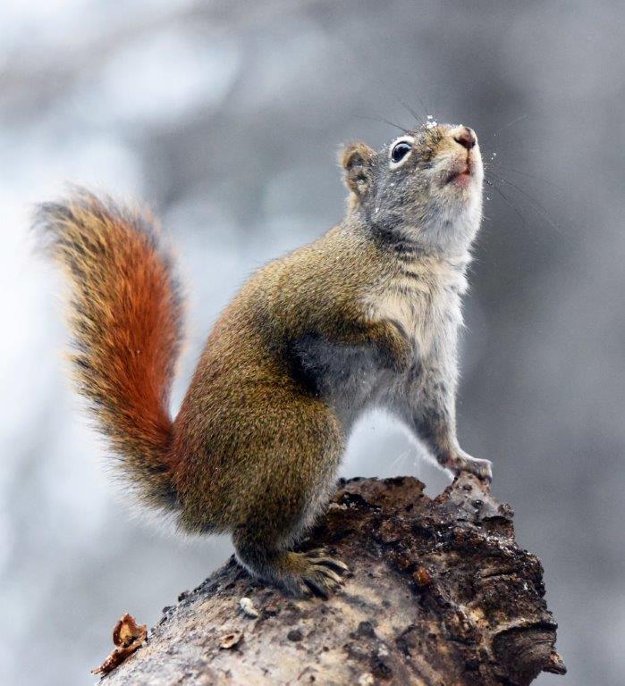 Red squirrel