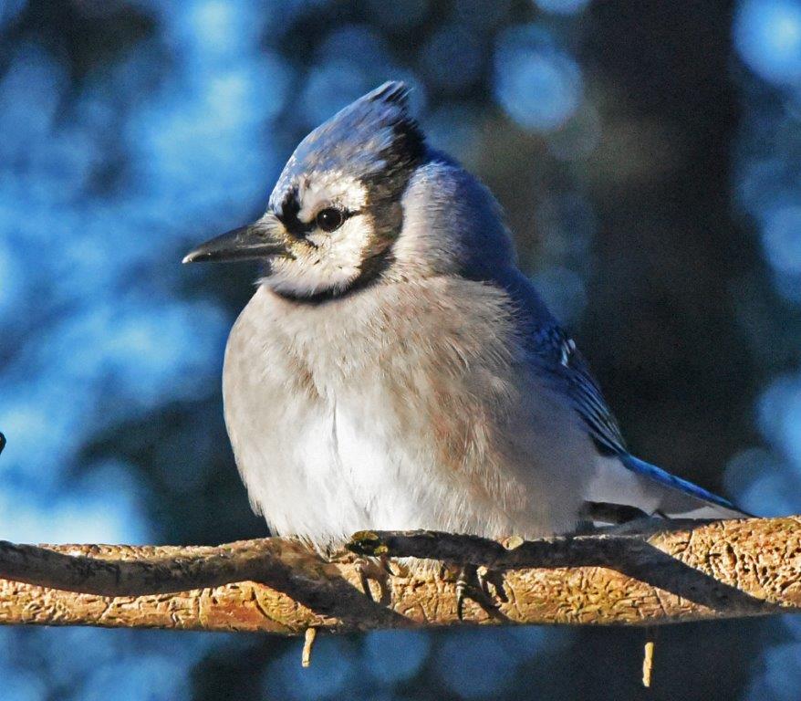 Blue jay