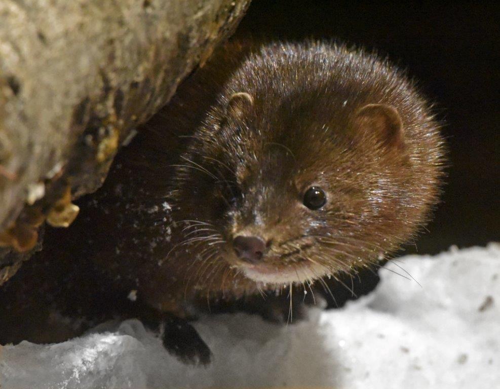 Mink female