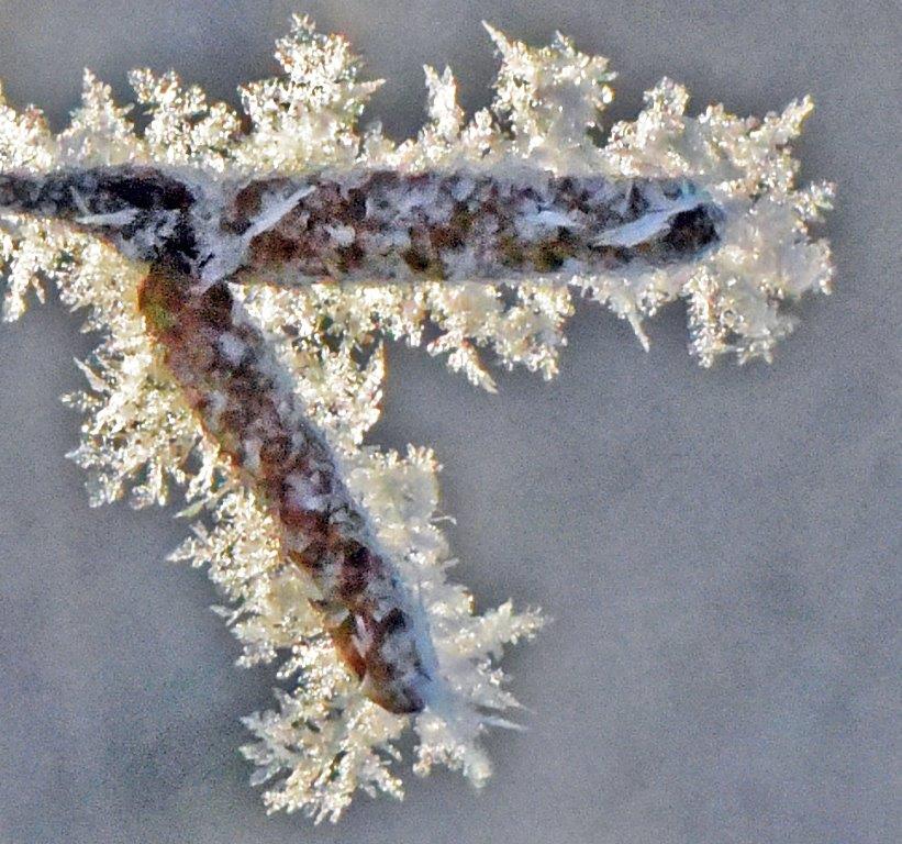 Hoar frost on birch catkins