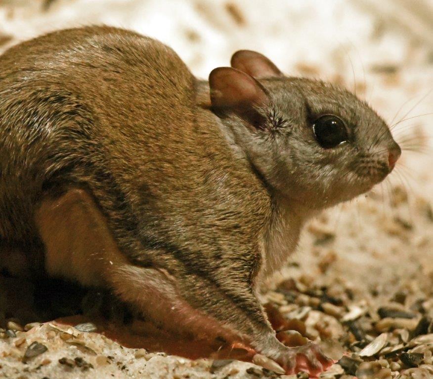 Northern flying squirrel