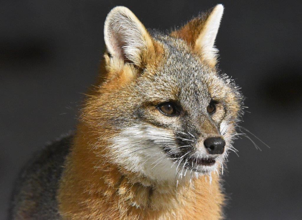 Gray Fox 2017