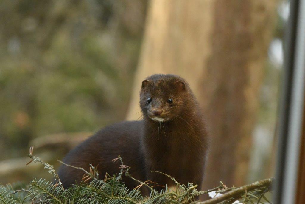 Mink with stripe