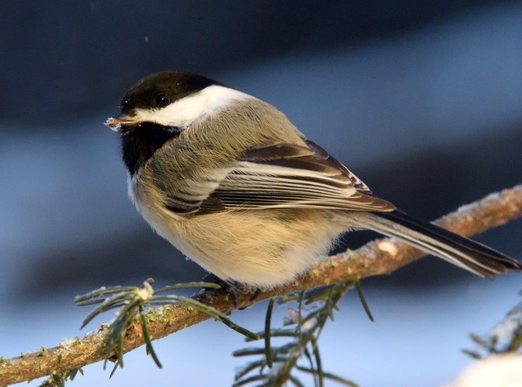 Chickadee