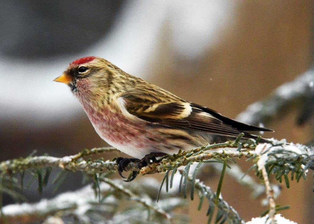 Common redpoll