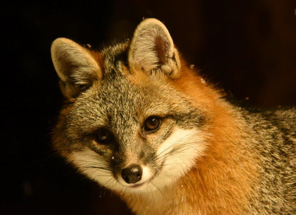 Gray fox