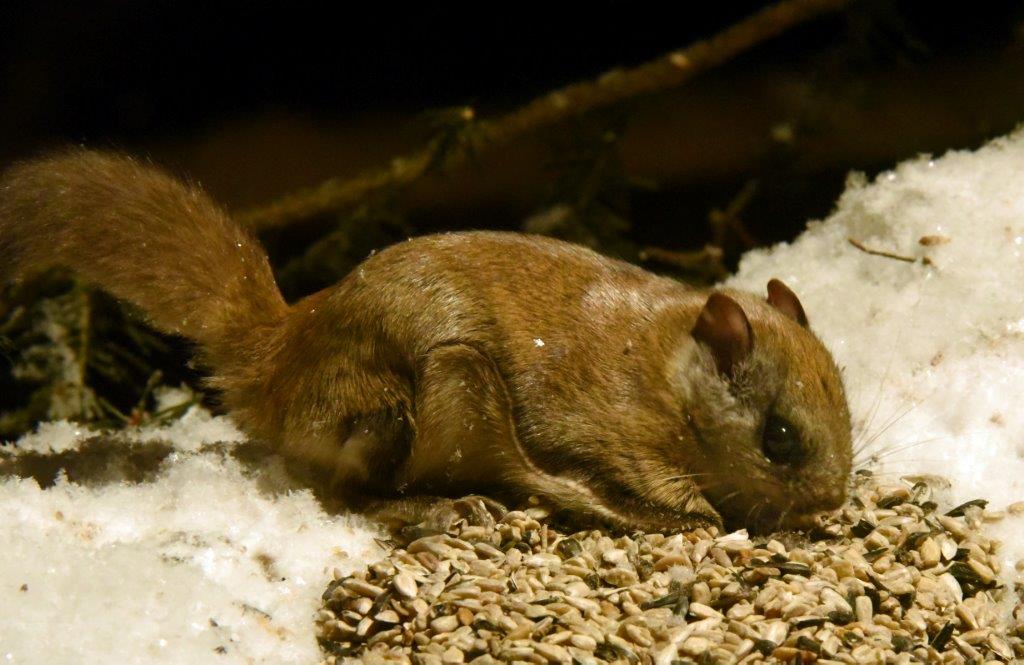 Northern flying squirrel