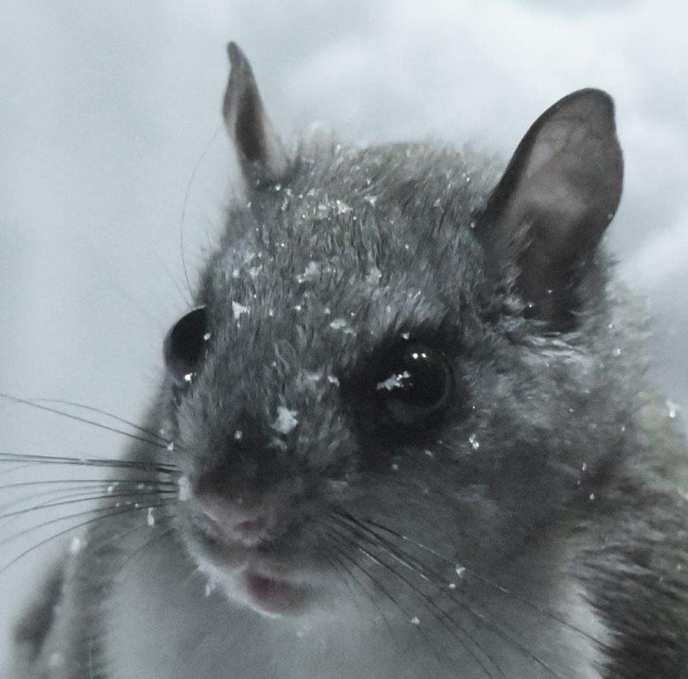 Flying squirrel