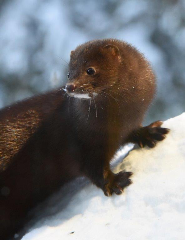 Mink stripe