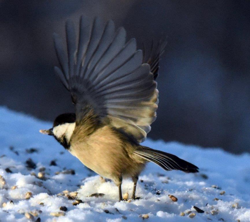 Chickadee