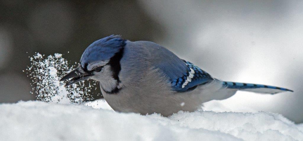 Blue Jay