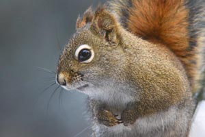 Red Squirrel