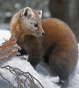 Pine Marten