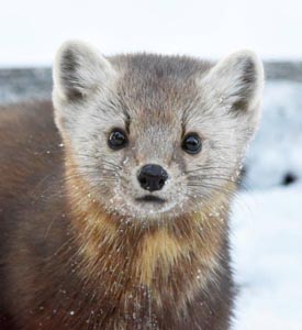 Pine Marten