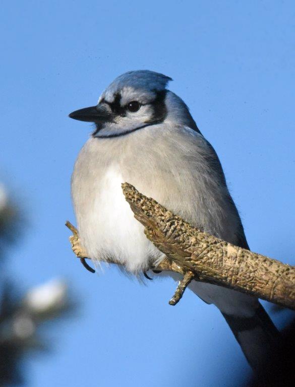 Blue jay fluffed