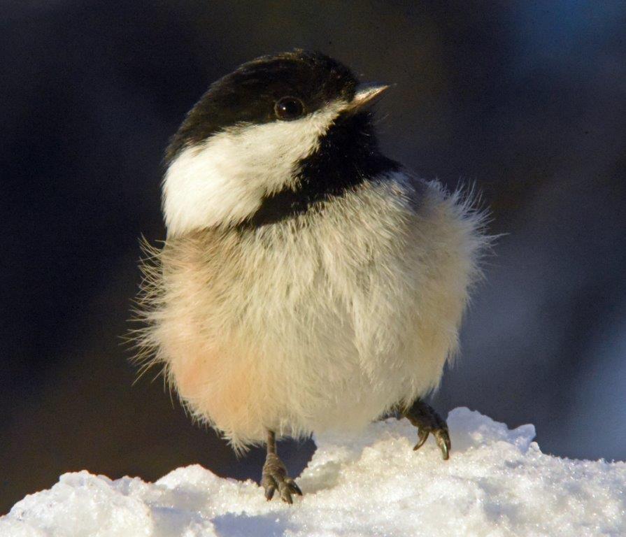 Chickadee