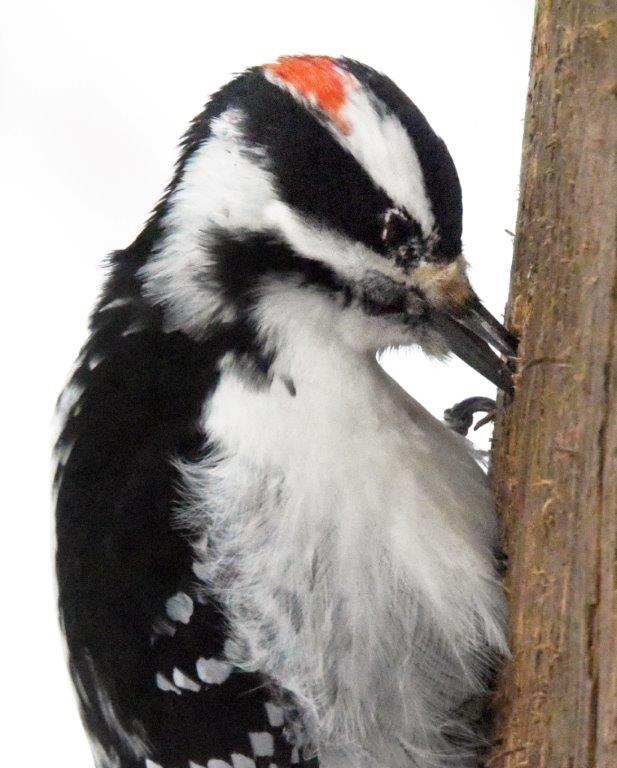 Hairy woodpecker