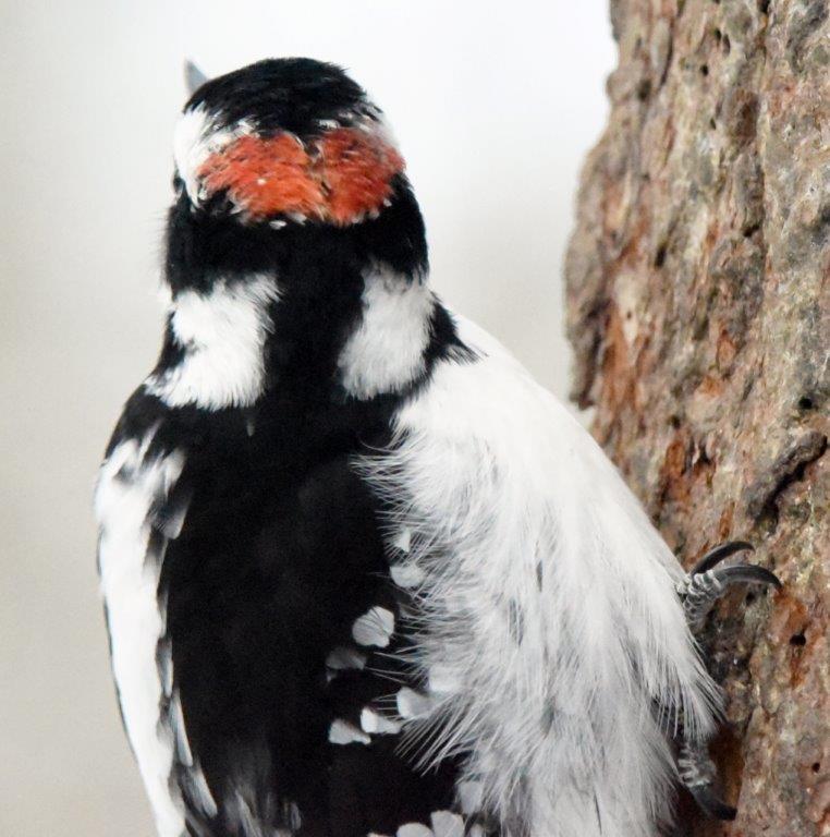 Hairy woodpecker back