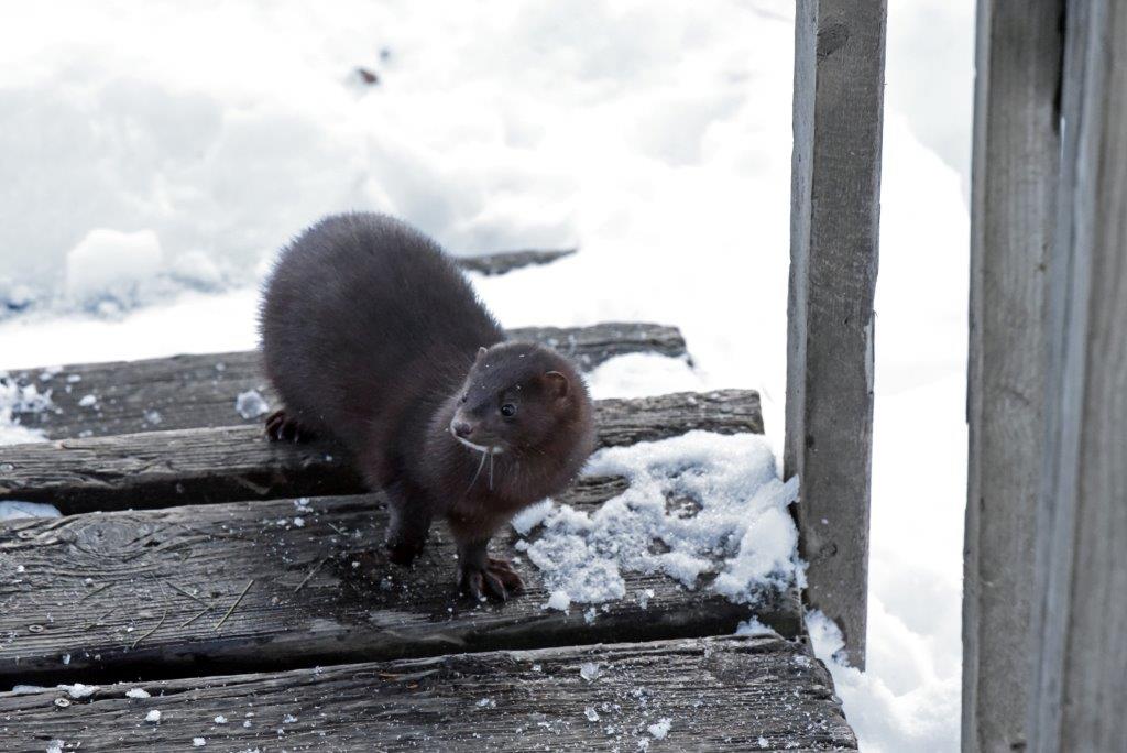 20190103 Mink