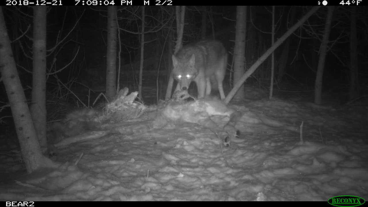 Canid with carcass