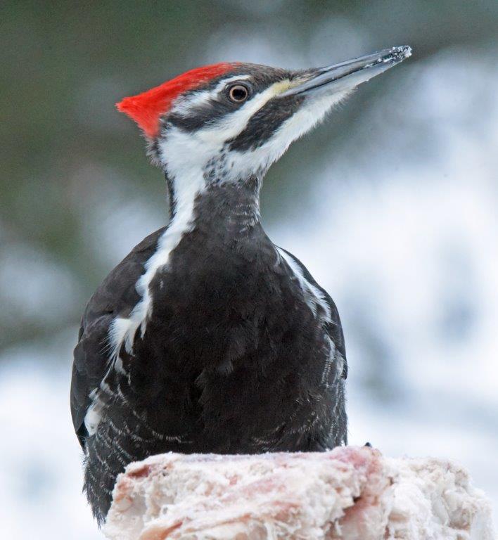 Pileated woodpecker
