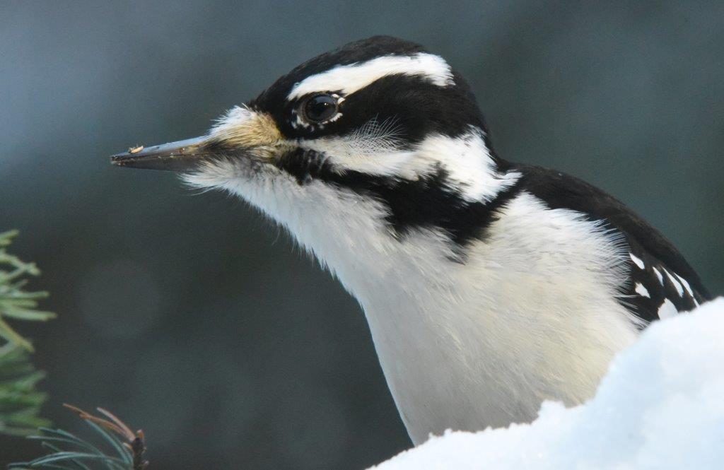 Hairy woodpecker