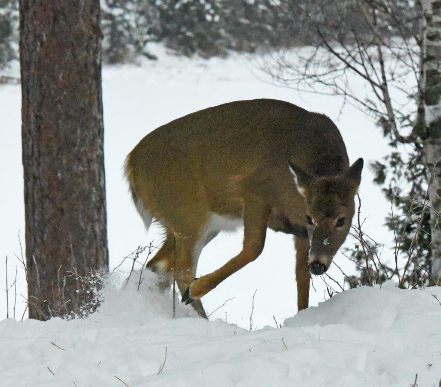 White-tailed deer