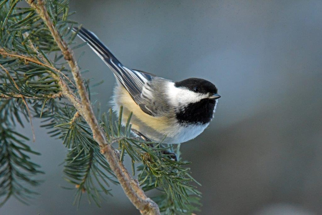 Chickadee
