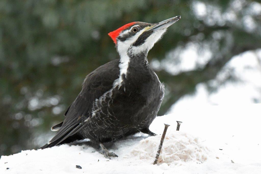 Pileated Woodpecker