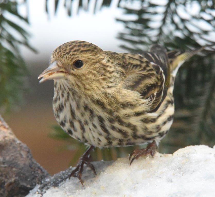 Pine siskin