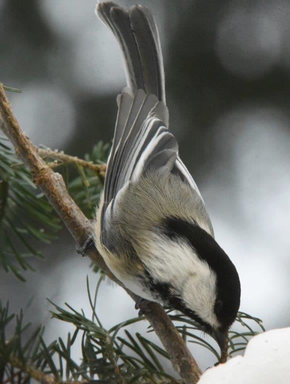 Black-capped chickadee