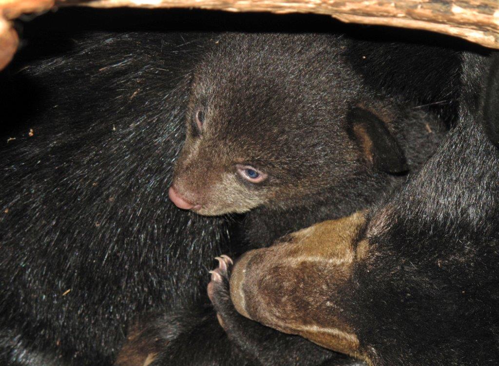 Lily & Hope in the den 3-17-10