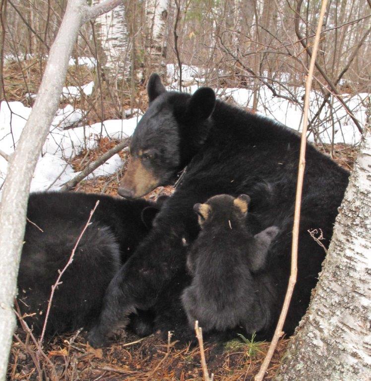 Lily nursing Hope and cubs 4-8-11
