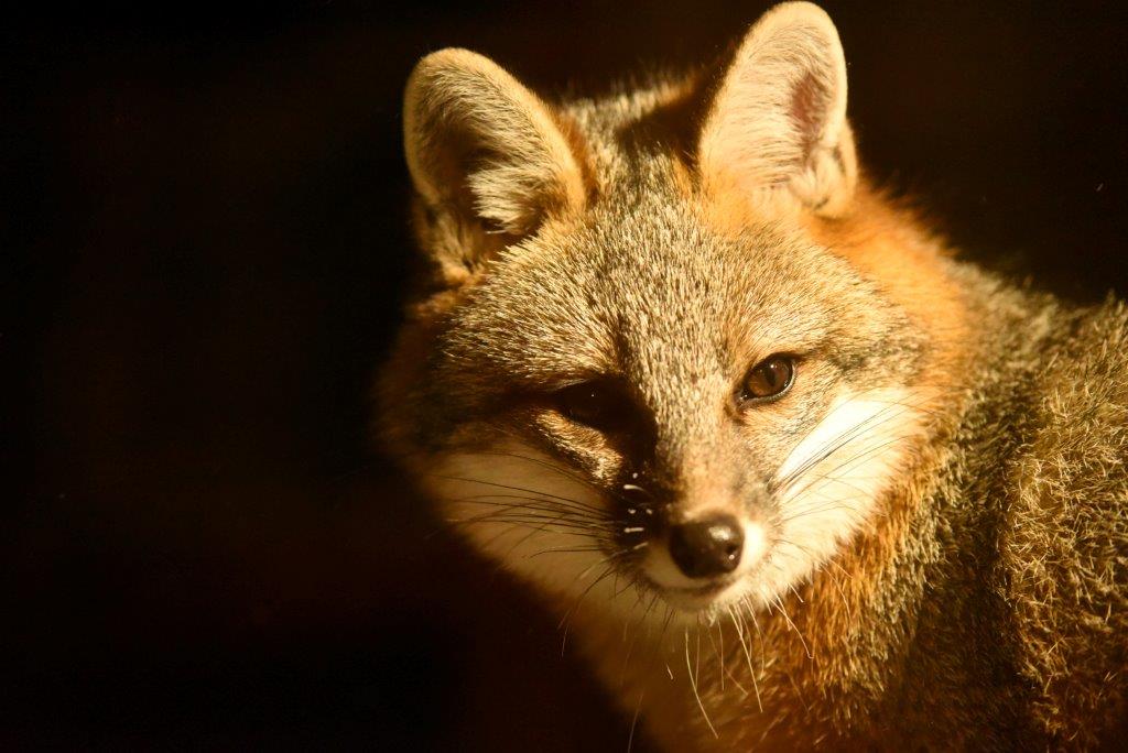Gray Fox