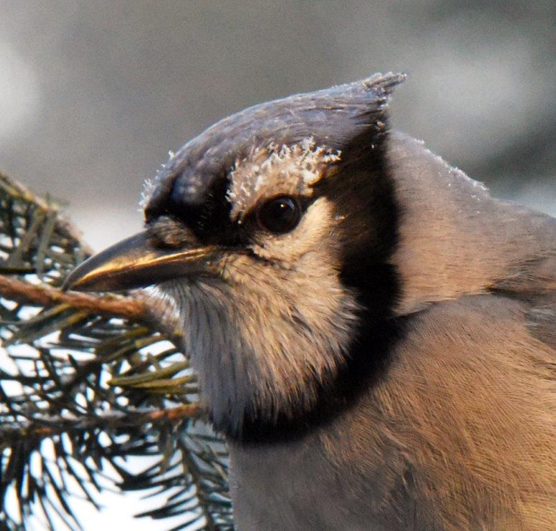 Blue Jay with frost