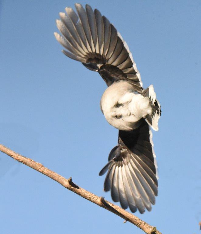 Blue Jay flying away