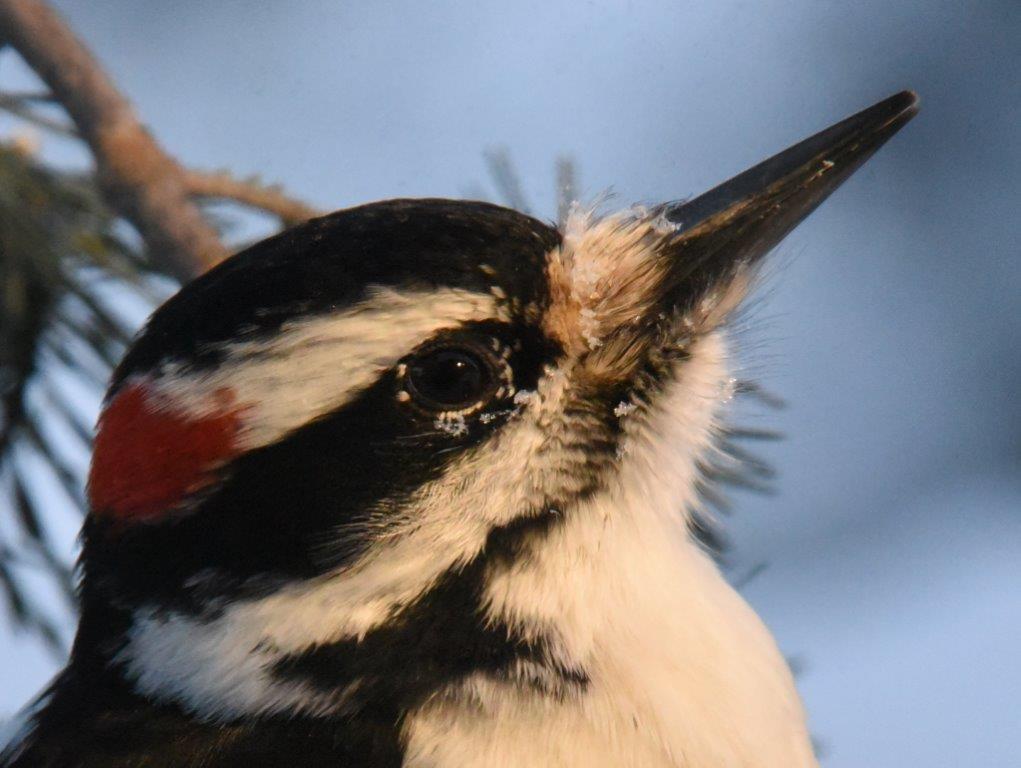 Hairy Woodpecker