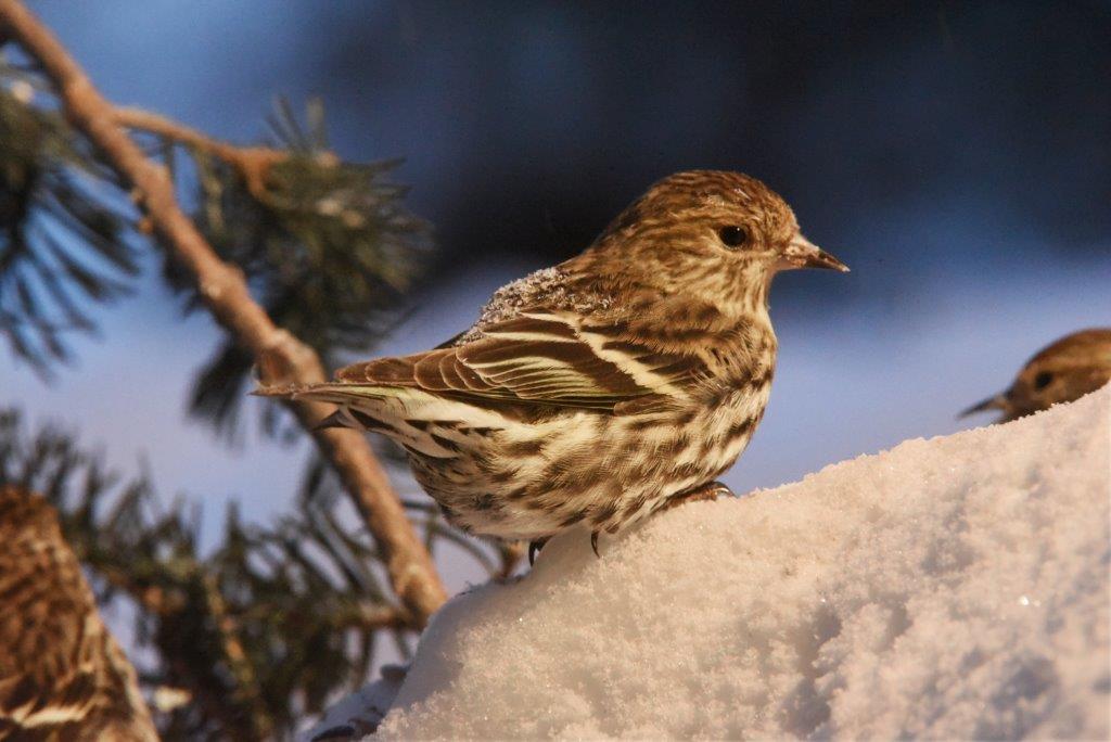 Pine Siskin